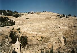 Olijfberg in Israël.